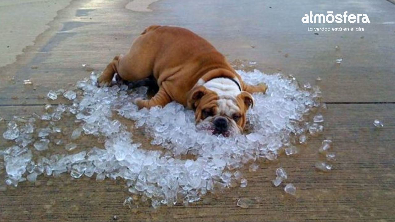 Alertan por riesgos de golpe de calor en mascotas ante altas temperaturas