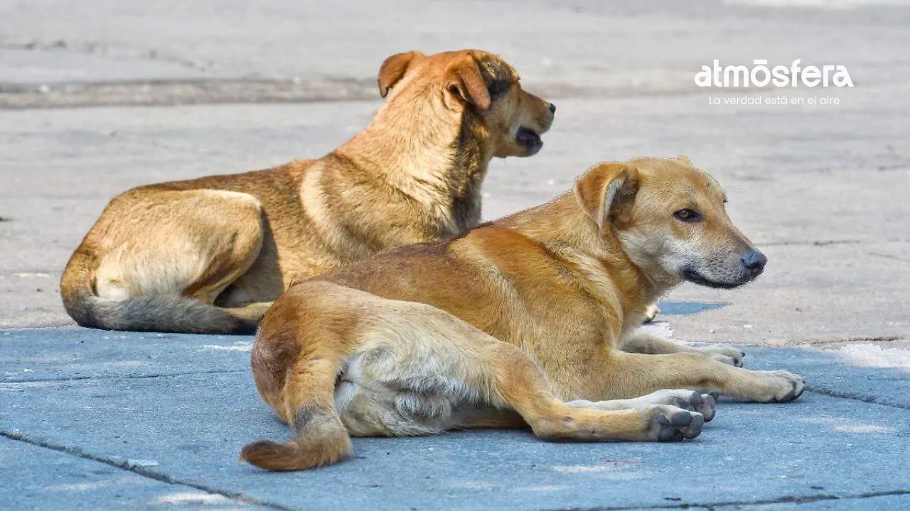 Congreso analiza endurecer sanciones por abandono y maltrato animal