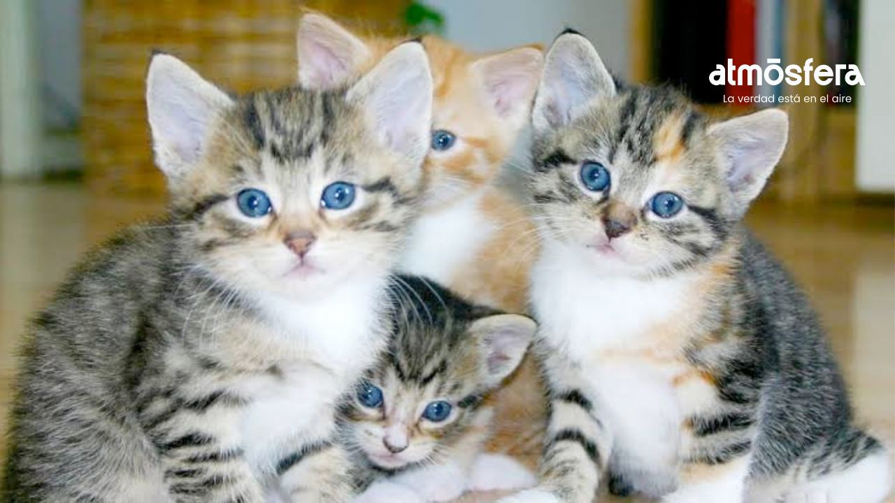 ¿Eres amante de los gatos? Puebla tendrá su primer Michi Fest con esterilizaciones y vacunas gratuitas
