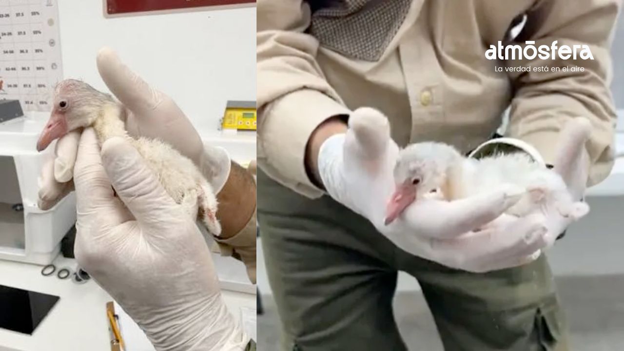 ¡La cigüeña llegó a Africam Safari! Nace el flamingo caribeño número 500 de su programa de reproducción