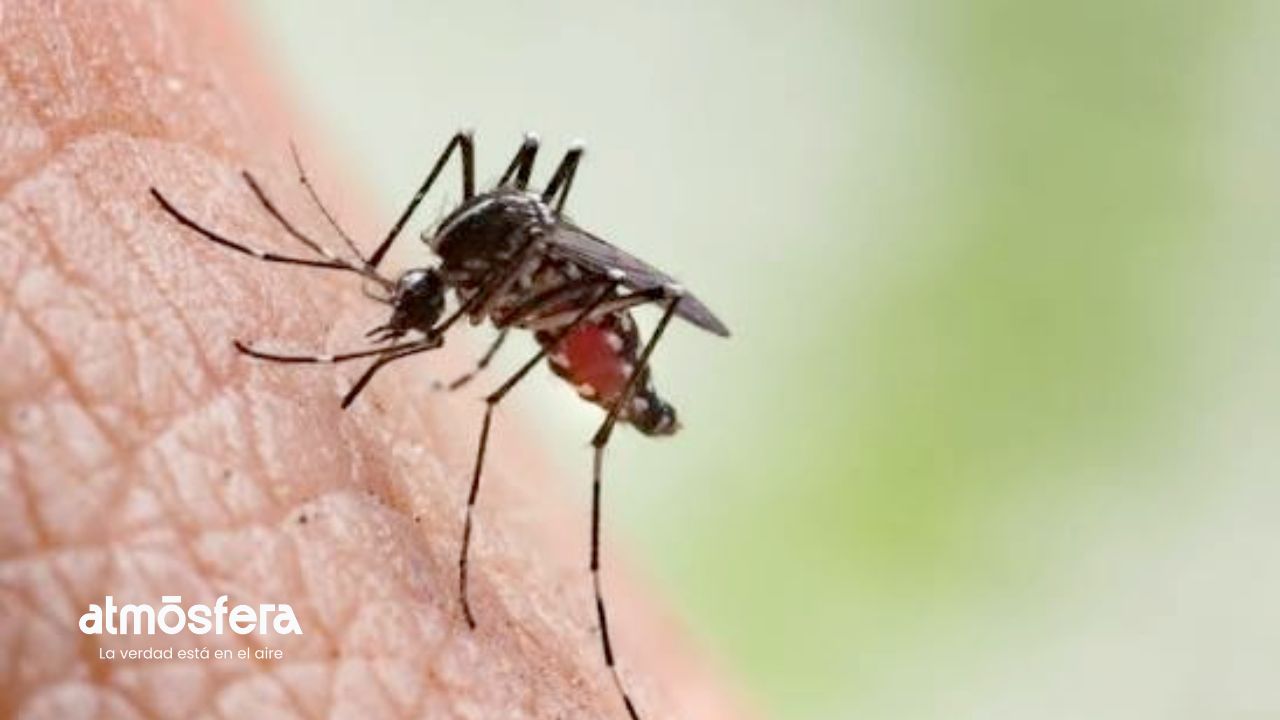 Mosquitos pueden transmitir más que una picadura: estas son las enfermedades que pueden causar