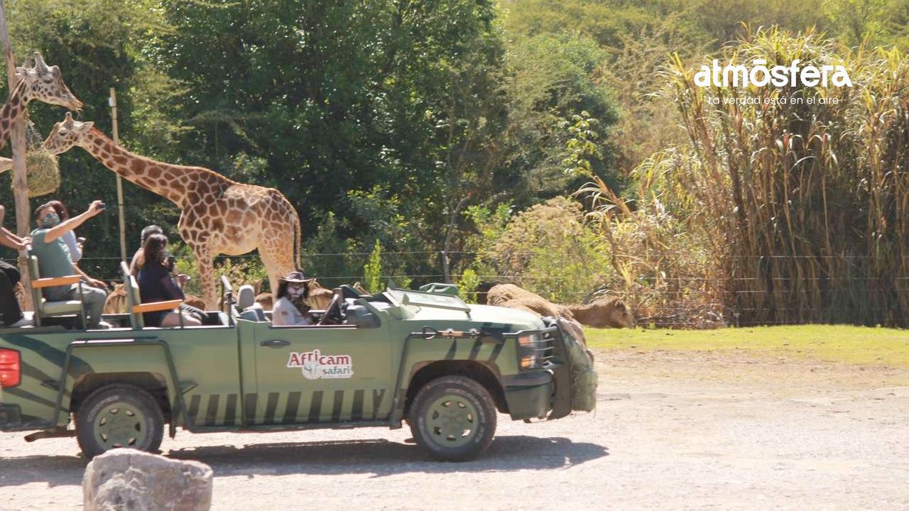 ¿Eres amante de los animales? Africam Safari abre 69 vacantes para jóvenes profesionistas en Puebla